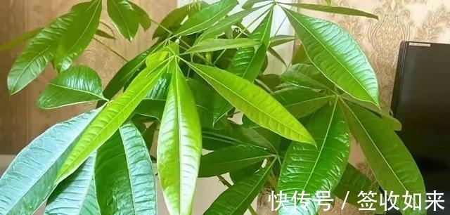 发黄|20种花卉的20个常见问题,养花人必看