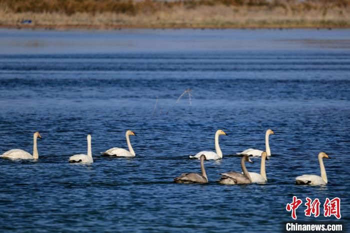 博湖县|新疆博斯腾湖湿地天鹅起舞（组图）