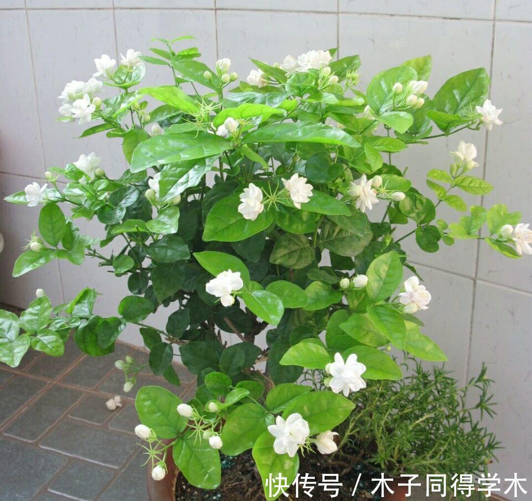 生根|立秋后,建议扦插6种花,温度适宜“利于”生根,成活率高