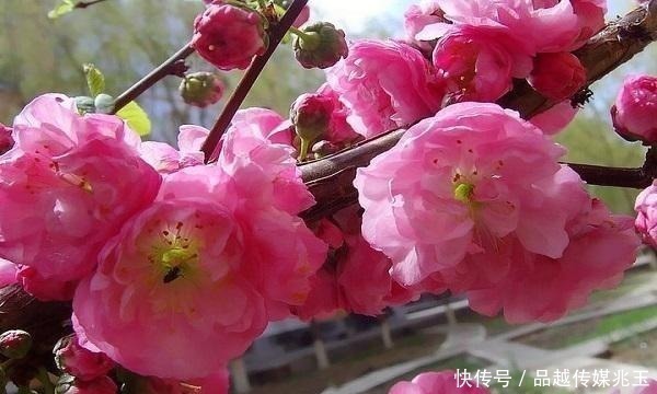 林黛玉#宝玉的前世是神仙,黛玉的前世是仙草,那薛宝钗前世是什么