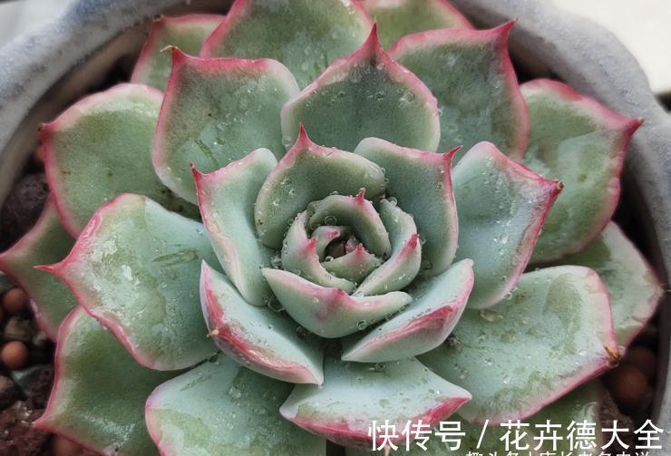 在找有颜值又好养，还容易养成捧花状的多肉？那就是粉色提示了！