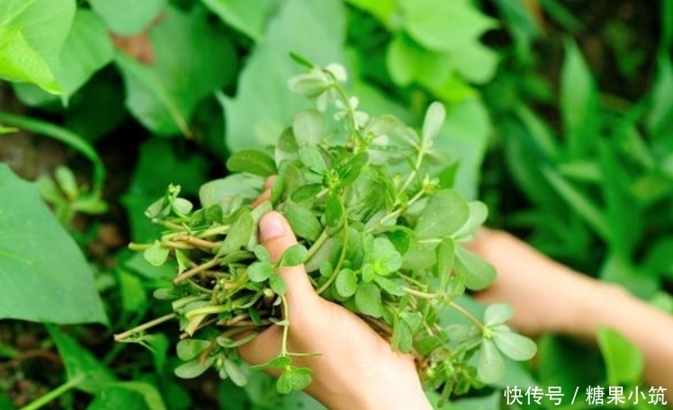 马齿苋|农村这种野菜,被誉为“长寿菜”,城里人想吃都买不到!