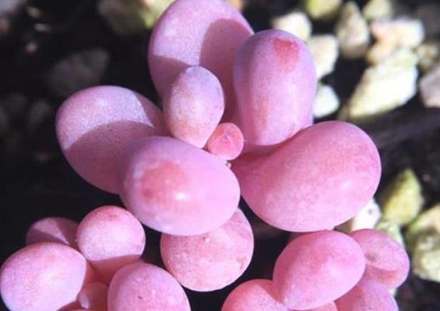 泥炭土|多肉植物桃蛋如何变得圆润胖嘟嘟,粉嫩有光泽,教你3招轻松爆盆