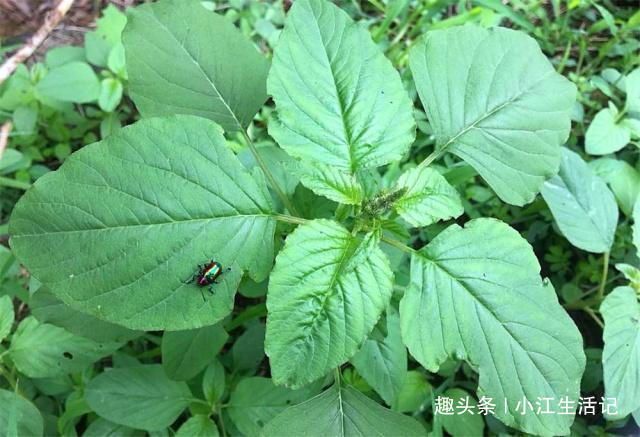 铁元素|农村一种会“流血”的野菜,钙、铁含量极高,治肠炎,提高免疫力