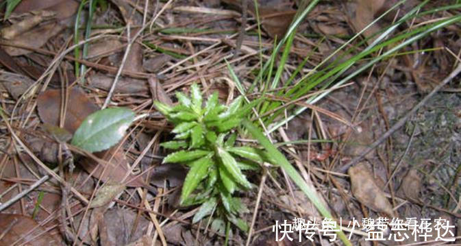 千层|农村山上1种“蛇足石杉”,跌打驳骨药,见到别不认识,市价300元