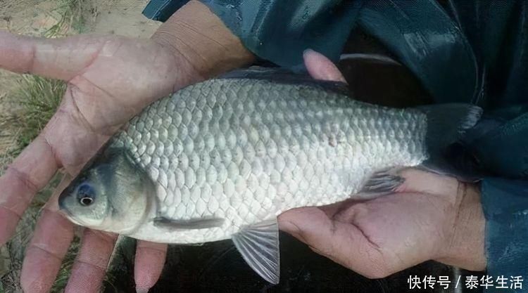 水体|钓鱼影响鱼情的重要因素,哪个排第一位,水温、溶氧量谁更厉害