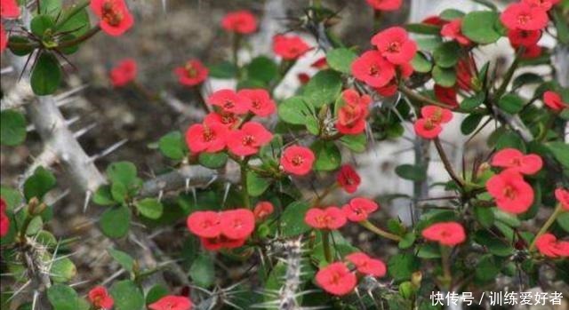 这2种好看的花,要“旱着养”才行,太勤快养不好它!