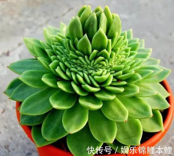 育苗|秋季天转凉，拿多肉的枝条、叶子来扦插育苗，好操作又成活率高