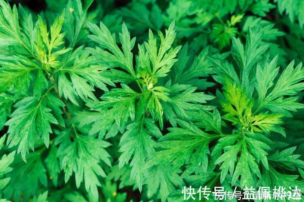 床垫|床垫用久成螨虫窝,婆婆教我用这一土方法,把螨虫消除得干干净净!