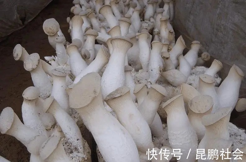 买杏鲍菇，大的好还是小的好？都不对，牢记5点，保证新鲜又肥厚