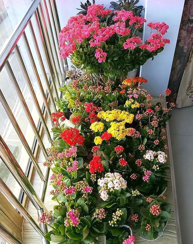 长寿花到了现在,还是不开花,几个原因告诉你,让它快速出花苞!