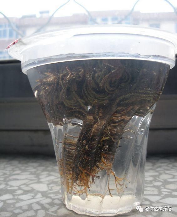 老房子|屋顶上的野草,人称“房神”,别再拔了,是福气!