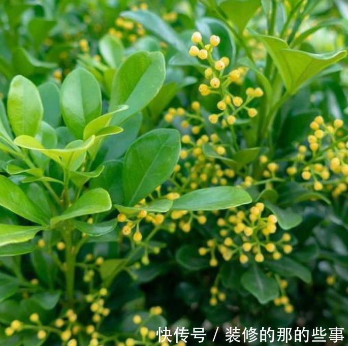 茉莉花|居家就养此款花卉,不闻不问,花开爆盆美如花,人见人爱!