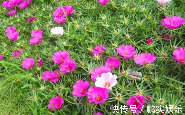 养护|养花技巧粗生粗养也能四季开花!少养1种都觉得亏了