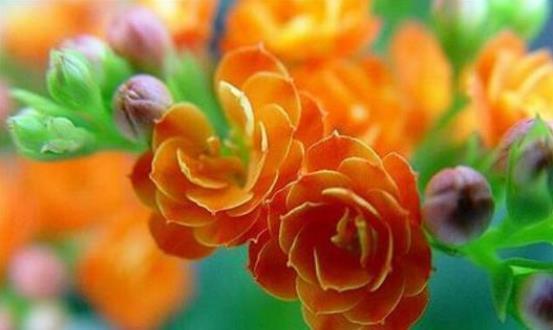 发财树|君子兰、发财树,夏天这么浇水,等着收尸吧