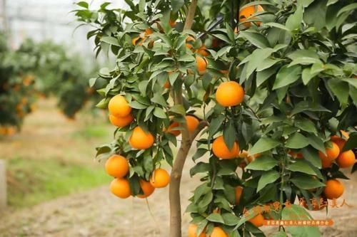 吃货们看过来!橘界的“爱马仕”上市了,23元一个“红美人”柑橘你买吗?