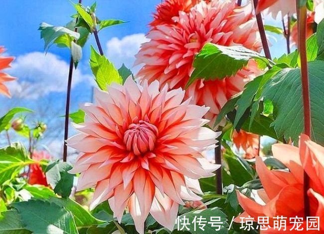 花朵|3种花美的出奇，花朵硕大、花期长，一养就美爆！