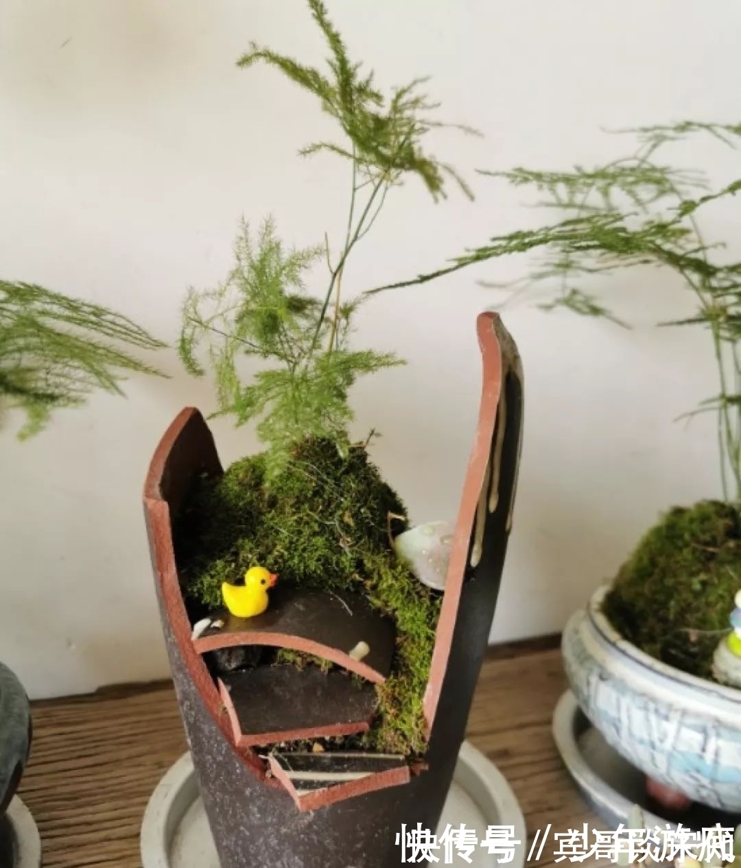 花园|养花技巧：客厅养一堆便宜花，一年四季开不停，没钱也能变花园！