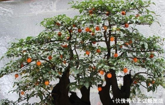 金弹子|“值钱”的2种花,放家里养,越来越“富有”,第2种能卖上万!