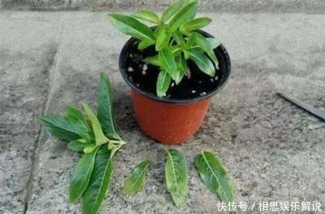 株形|这6种花,要经常“摘心”,分枝多开花多,株形更丰满