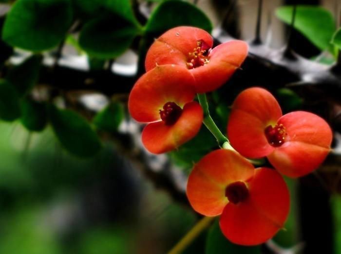 虎刺梅|养这6种花的人太聪明了，一年四季都在开花，家里时时刻刻能赏花