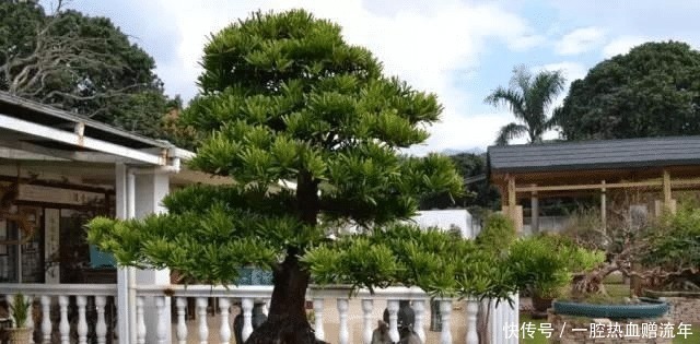 小叶紫檀|有钱人家里必养的3种树家有招财树，想不发财都难了！