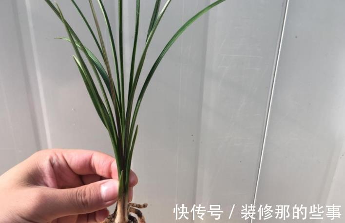 春剑红素之王:都江红素|春剑红素之王:都江红素,盆栽顾及到这些,品相完美,百看不厌