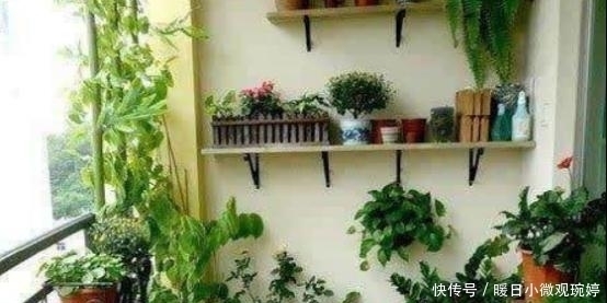 阳台上|头一次见阳台上面还能这样养花,几平米空间变花园,太聪明了