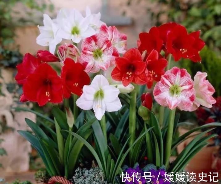 10种“旺运花”,家里至少养一盆,漂亮吉祥还“养人”