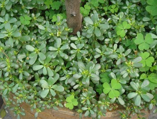 血管内皮|入秋后，不妨多吃此野菜，降血压，调节血糖，杀菌消炎，远离感冒