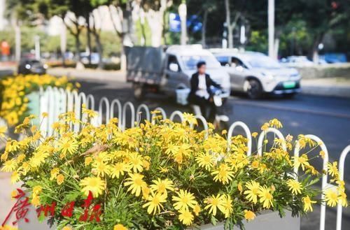 春花灿烂 年味渐浓