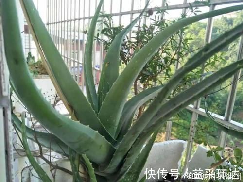 君子兰|低于5度,6种花一整个冬天不浇水,也能照样活!