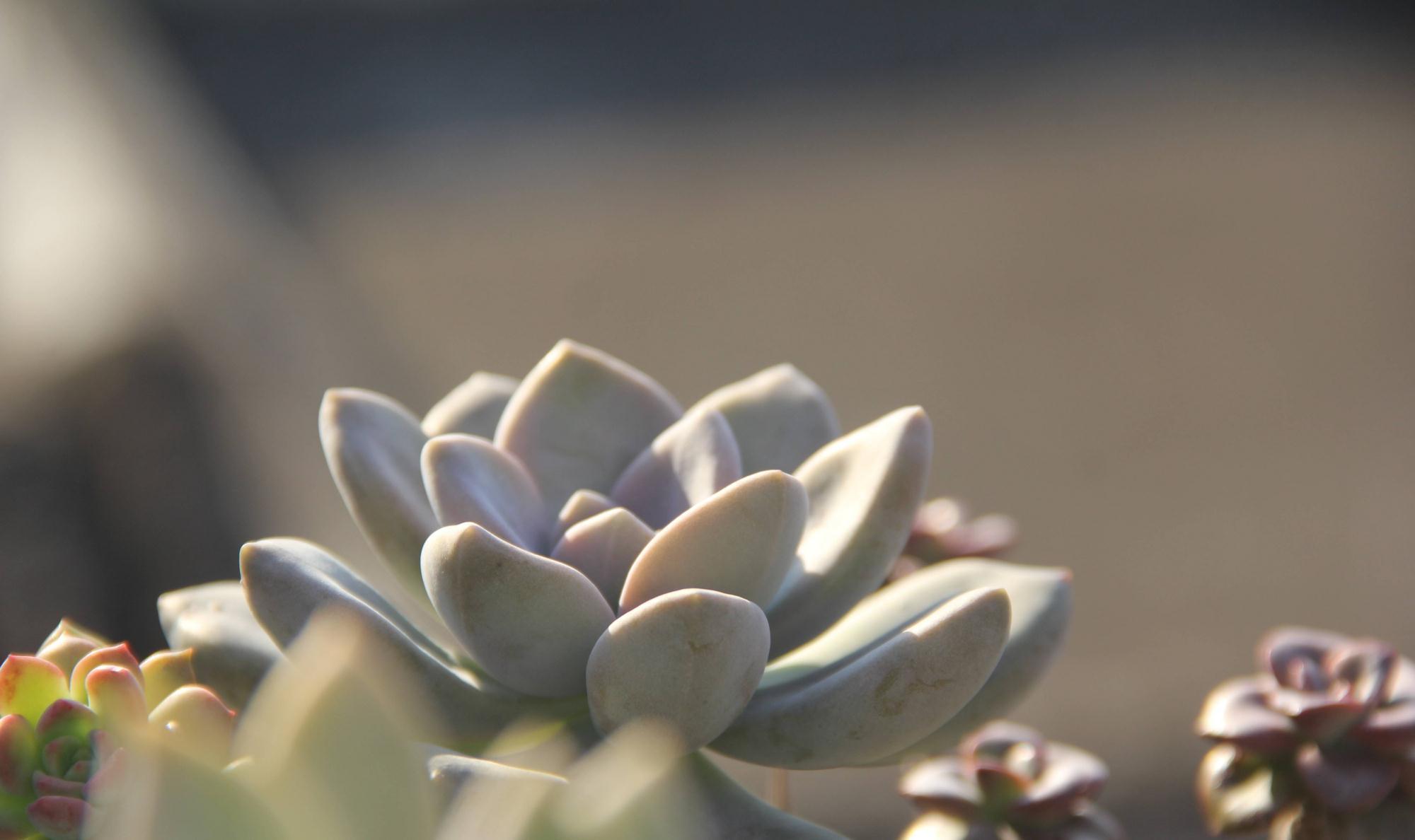 3种多肉,天冷也能生长,颜色状态美美哒,适合懒人养