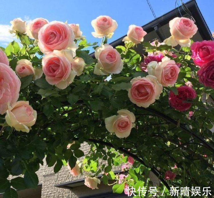 养花|养花就养3种花,花色娇艳很耐看,四季开花迷你眼,谁养谁上瘾