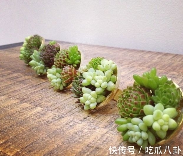 耳环#不是所有首饰都是珠宝的,多肉做成首饰,颜值完全秒杀大牌首饰!