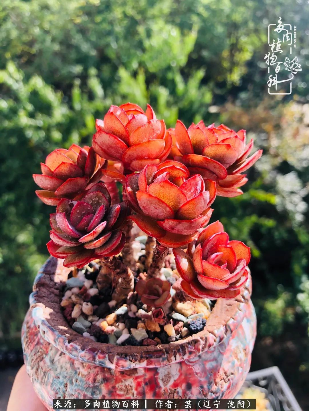 血罗|万物皆有灵性，一年四季有多肉陪伴真好！