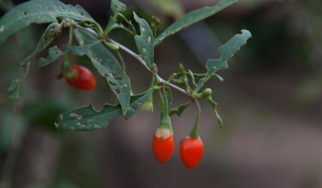 千金方|两味“补阳”食材，当“零嘴”吃，轻松把阳气积攒起来