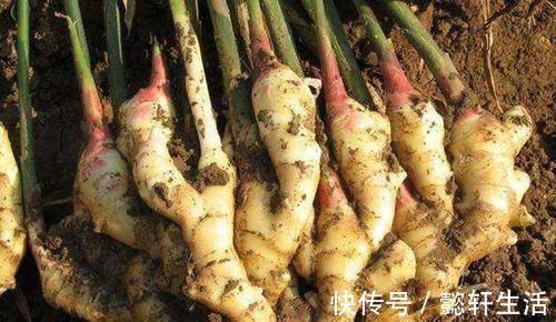 禁忌|吃姜要不要去皮?吃对养生,吃错伤身,3大禁忌,错一个都不行!