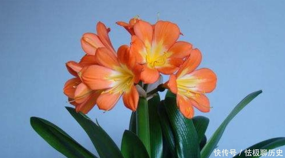 伏天养君子兰，一动不如一静，做好“3点”花期顺利开花！