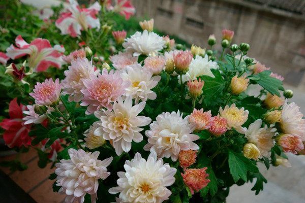 别再养绿萝吊兰了,此盆栽花漂亮又好养,家里种一棵,四季有花赏