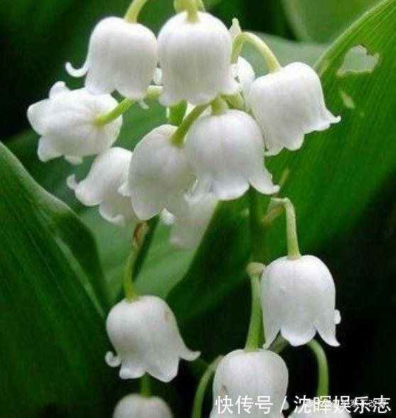 杜鹃|养此款花卉,福旺运旺财更旺,财运爆发,事业风生水起