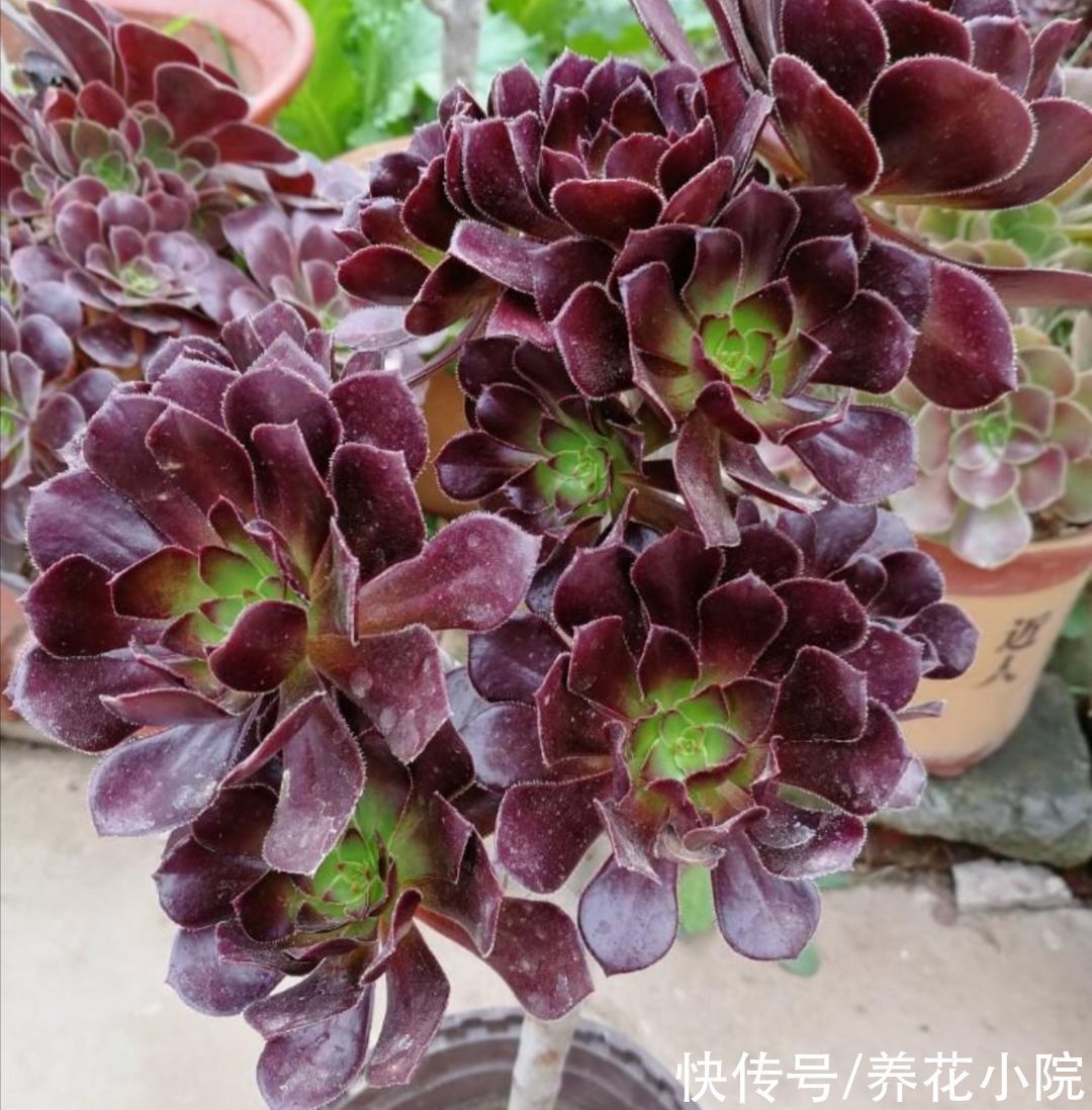 多头|养多肉黑法师,在枝头部位切一刀,爆出更多大“花头”