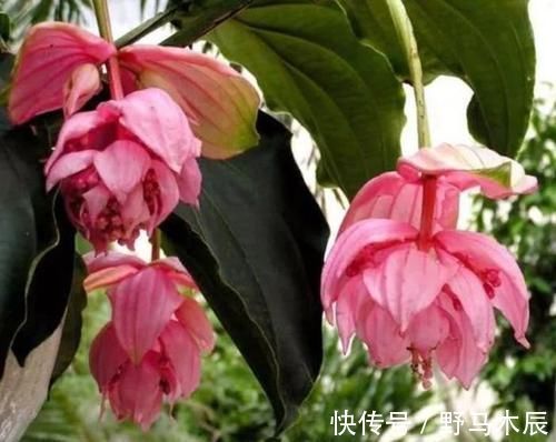 花姿|庭院选这几款花，花姿妖娆，盛开时繁花似锦，花色美轮美奂