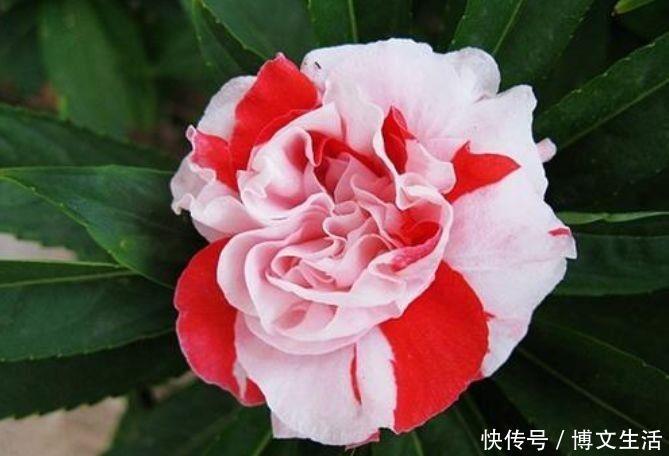 粒状土|4种花好养又漂亮，花香四溢飘满屋，阳台变成小花园