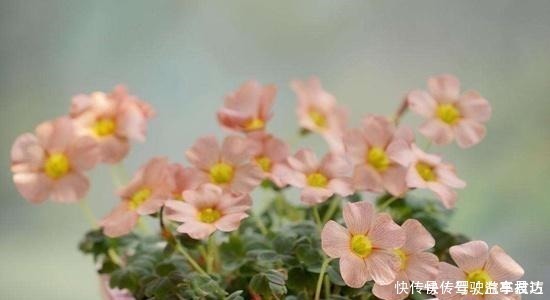 皮实|这6种“皮实”的花草,好养又省心,不用费心管理,也能旺盛生长!