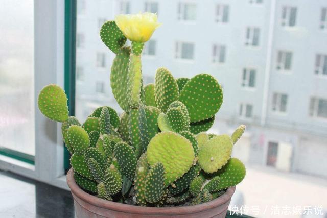 浇水|仙人掌都能养死,那你真是个“高手”,是不是“勤快”用错地方了