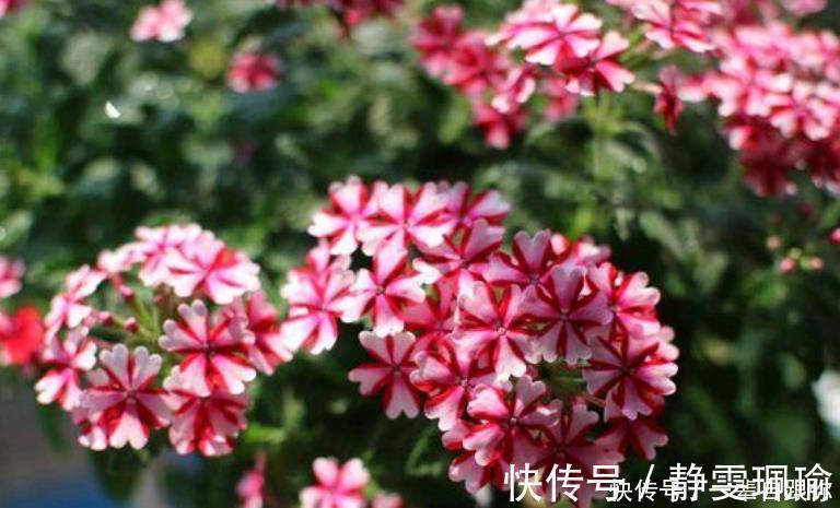 枝条|最适合新手养的4种花,沾土就能活,开花漂亮一年不停