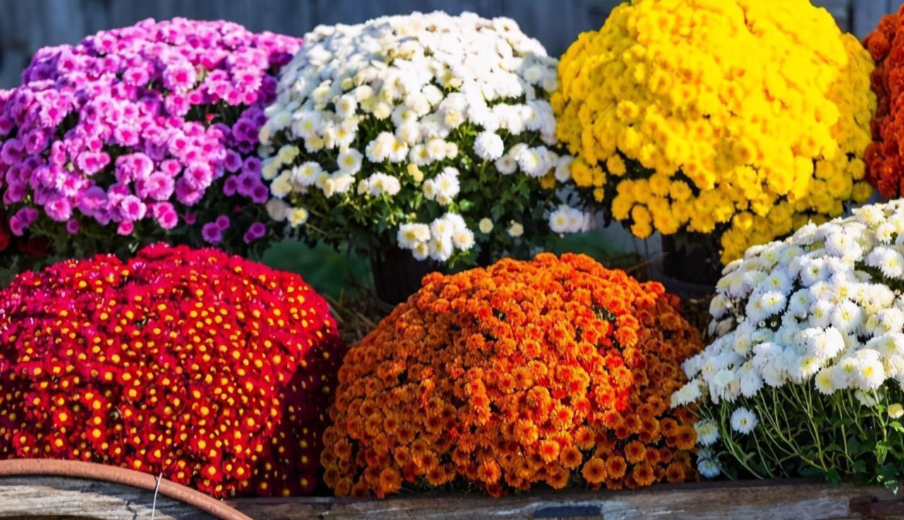 3种“仙气花”,寒冬腊月“照样开”,一盆开花上千朵,人见人爱