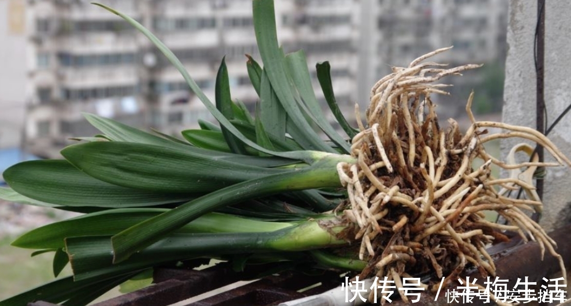 君子兰冬季做好5个“合理”,叶子油绿不发黄,根壮开花艳!