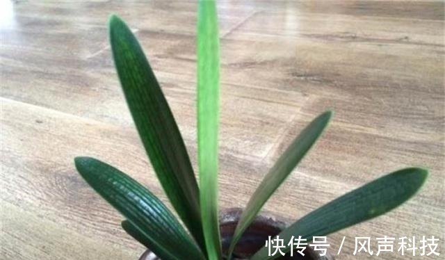 养君子兰别整那些虚的!这么养,叶片绿油油,一年开2次花!